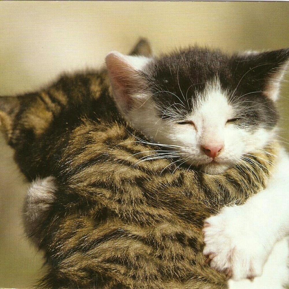 Meet your Posher, Max